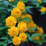 八重ヤマブキ