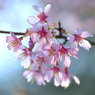 Cherry blossom*