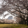 写真句：桜17：さくら公園８：NTW339