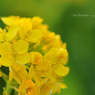 菜の花。