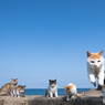 ふわりとね