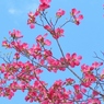ハナミズキ見上げれば空