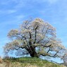 空に咲く