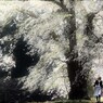 春風に吹かれて