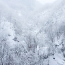 DSCF0561