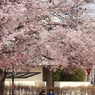 写真句：桜20：街の公園１：語らい１