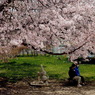 写真歌：桜21：街の公園２：語らい２