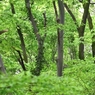 A公園・ここにオオルリが来てくれれば・・