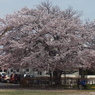 写真句：桜22：街の公園３：語らい３：NTW342