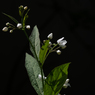 その花の白きを愛でる