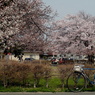 写真エッセイ：桜23 final：街の公園５：桜と觔斗雲：NTW343