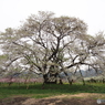 馬の墓の桜