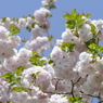 春の花8(桜8)