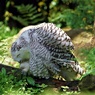 笑笑フクロウ