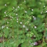 小さくても春の花　２６