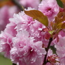 春の花9(八重桜9)