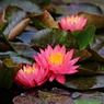 水温み池も華やぐ