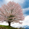 野平の一本桜