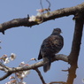 桜づくし②　寝起き