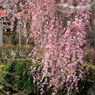 華