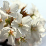 Di fiori bianchi