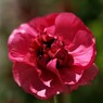 庭に咲く花12「ラナンキュラス赤」