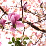 逢いたくて…　木蓮の花
