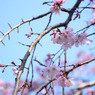 しだれ桜の花のした…