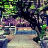 パワースポット ～林泉寺～