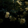 モッコウバラ