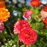 春の花