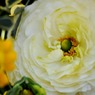 春の花