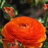 春の花