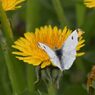 ツマキチョウ　　DSC_2484