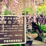 林泉寺のフジ