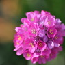 春の花
