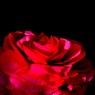 春の花