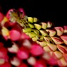 春の花