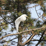 「良い空～」私　は　こ　こ　よ