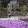 芝桜3