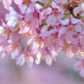 桜の時・・・