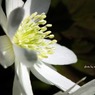 白い花のシベ