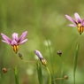１ｃｍの花　２