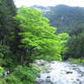 多摩川