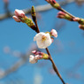 咲き始めた桜たち