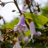 purple Bell