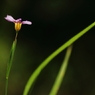１ｃｍの花　３