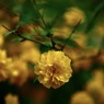 ヤエヤマブキ