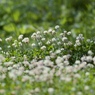 春の雑草の主張