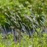 春の雑草の主張３